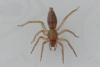 Clubiona comta